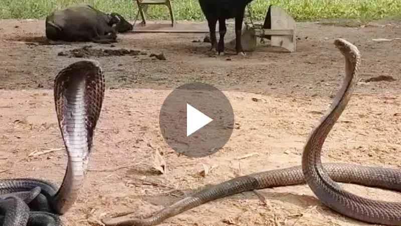 King cobra video viral