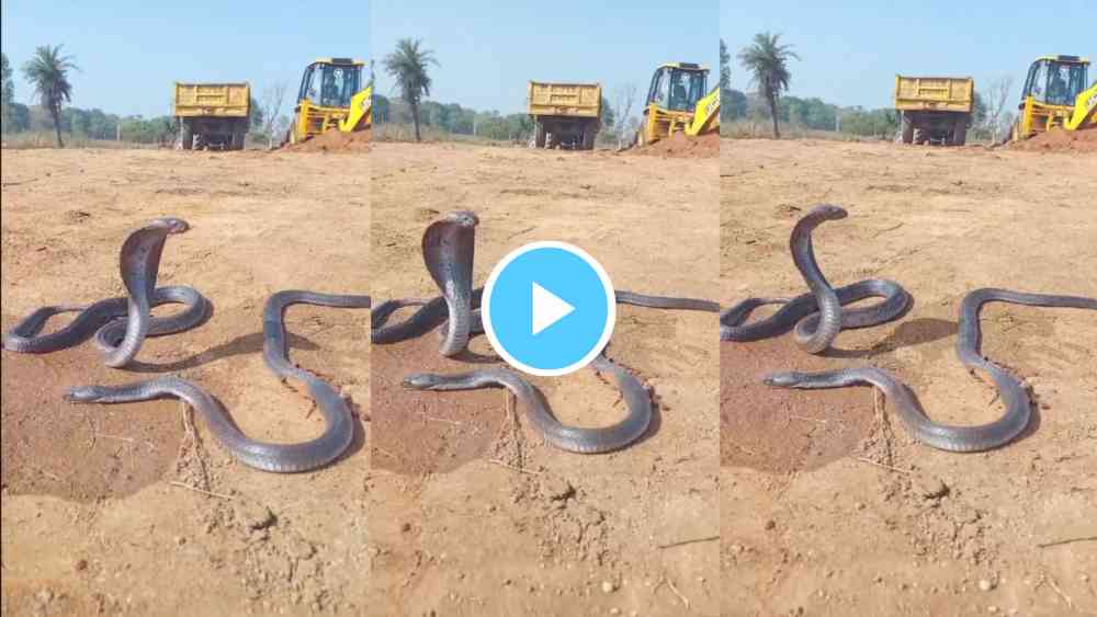 Snake Viral Video